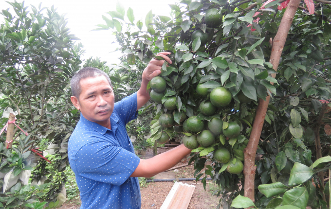 Mr. Viet and his clean orange orchard on the 'Kim Lu orange' farm. Photo: T.P.