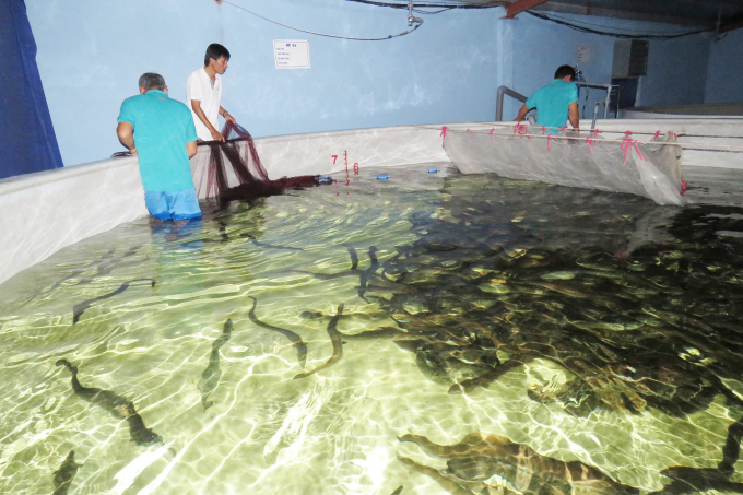 Eels are raised according to high-tech processes in the coastal sandy area at the farm of Kim Long Vietnam Service Co., Ltd. Photo: T.P.