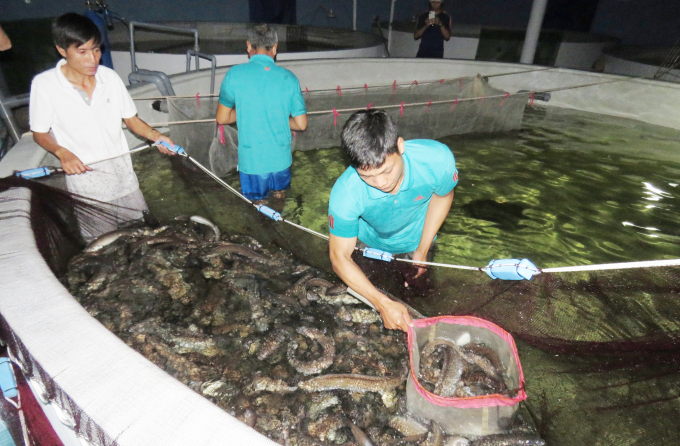 Commercial eels are released to the market when reached the selling weight. Photo: T.P.