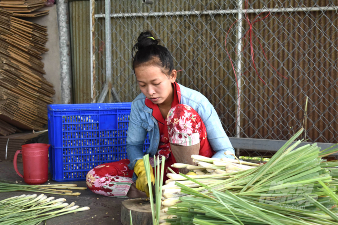 Cây sả đã gắn bó với nông dân cù lao Tân Phú Đông tỉnh Tiền Giang gần 20 năm nay. Ảnh: Minh Đảm.