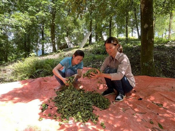 Để nâng cao giá trị, cần thu hút thêm các doanh nghiệp đầu tư vào chế biến sâu sản phẩm từ hoa hồi. Ảnh: CH.