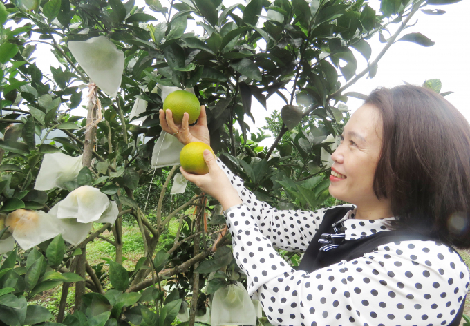 Orange orchards following a clean and organic procedure will create products that gain the favor of consumers. Photo: T.P.