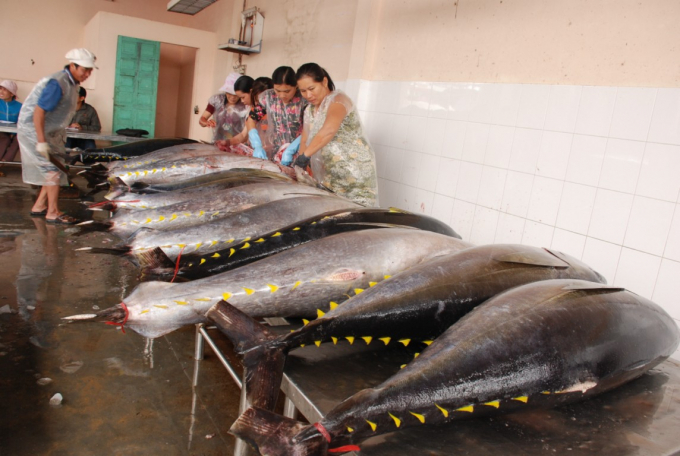 Preservation of ocean tuna following traditional methods yields low-quality fish, which then can only be sold in the market at a low price. Photo : V.D.T.
