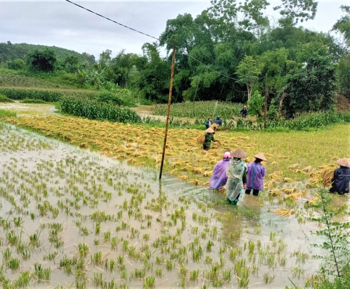 Mưa lũ tại các tỉnh phía Bắc đã làm 26.508 ha lúa, hoa màu bị ngập. Ảnh: Đào Thanh.