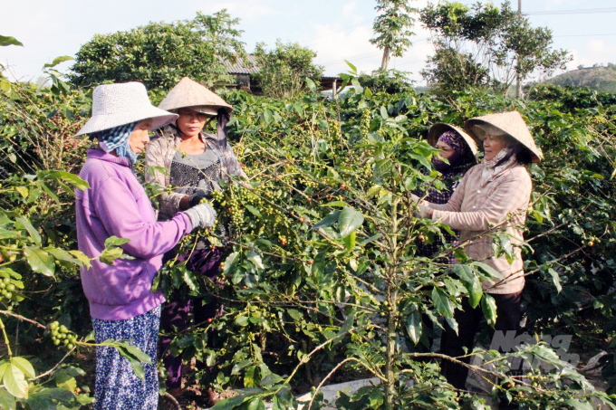 Coffee trees are the main source of income for more than 8,000 households, with more than 50 per cent being ethnic minorities in Quang Tri. Photo: Vo Dung.