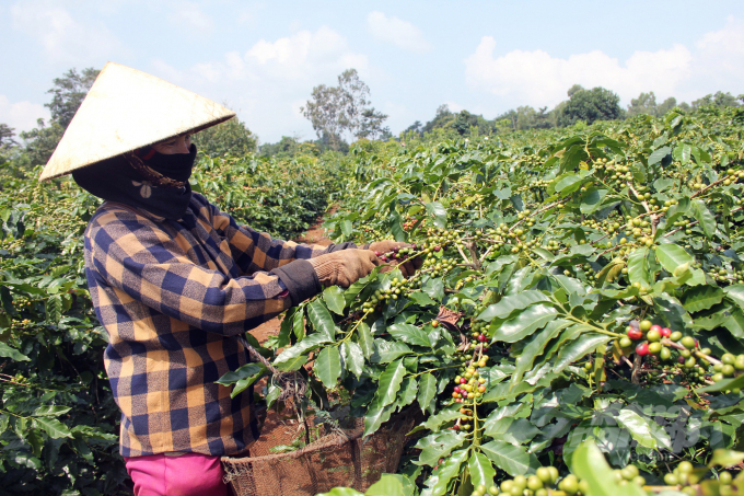 Coffee replanting in Quang Tri Province has not met expectation in recent years. Photo: Vo Dung.