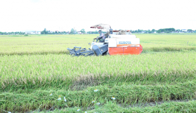 In this year's spring crop, the purchase price of fresh rice in Ha Tinh falls sharply, while input prices of materials increase sharply, causing losses for farmers. Photo: Vo Dung.
