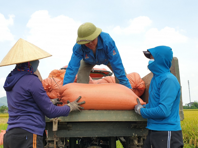 The reason for the decrease in rice prices is that it is difficult for products to go to China’s market. In addition, the transportation and warehousing costs increase and the quality of rice is uneven. Photo: Vo Dung.