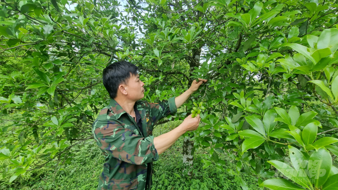 The canopy of anise trees is quite thick and wide, The trees serve as a valuable income source from flowers, as well as significantly improve forest cover and quality. Photo: Cong Hai.