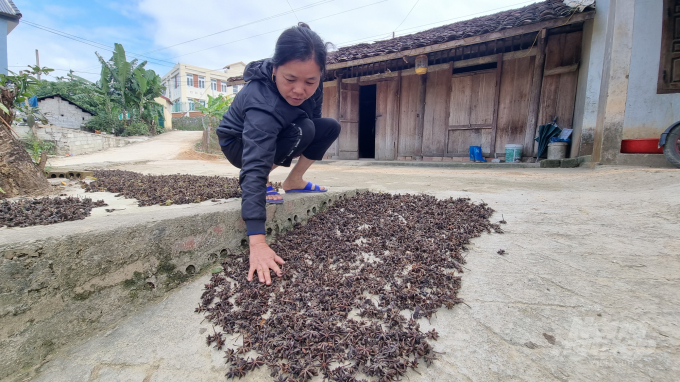 Anise is currently the main source of income for farmers in the highlands of Cao Bang province, many regions grew rich thanks to this tree. Photo: Cong Hai.