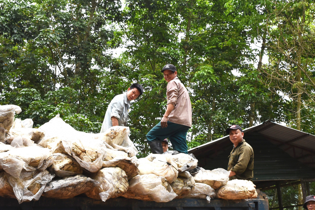 Cao su Tây Bắc tạo công ăn việc làm, ổn định cuộc sống đồng bào, góp phần xây dựng nông thôn mới, an ninh biên giới. Ảnh: Hoàng Anh.