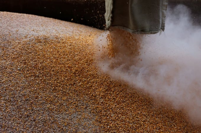 Đường ống dẫn ngũ cốc chất trên một chiếc xe tải tại nhà máy bột mì Mlybor, ở vùng Chernihiv, Ukraine, ngày 24 tháng 5 năm 2022. Ảnh: Reuters