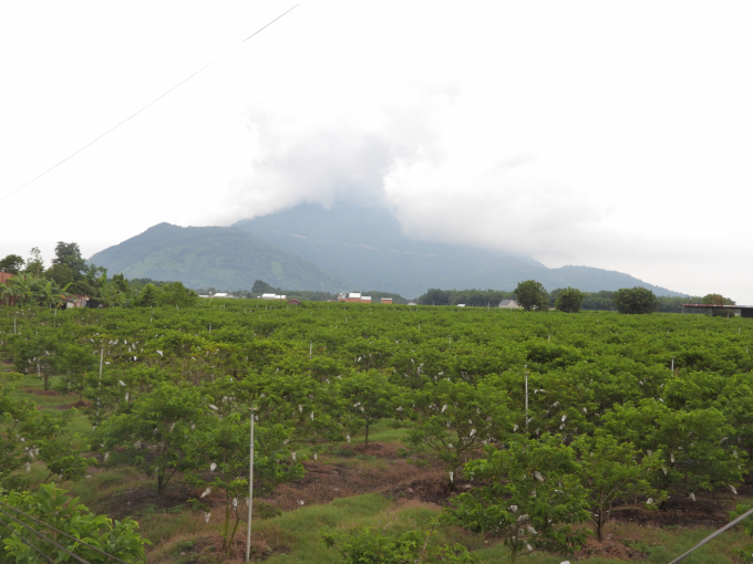 VietGAP custard apple farms around the foot of Ba Den mountain. Photo: Tran Trung.