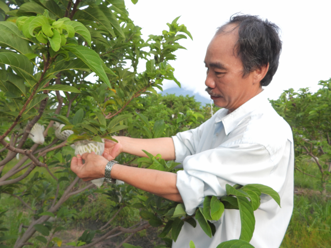 Thanks to the standard care process, 1 hectare of custard apple can bring cooperative members a profit of 200 to 300 million VND/year. Photo: Tran Trung.