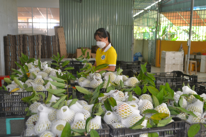 NATANI Joint Stock Company purchases custard apple from farmers in the associated area for preliminary processing and processing. Photo: Tran Trung.