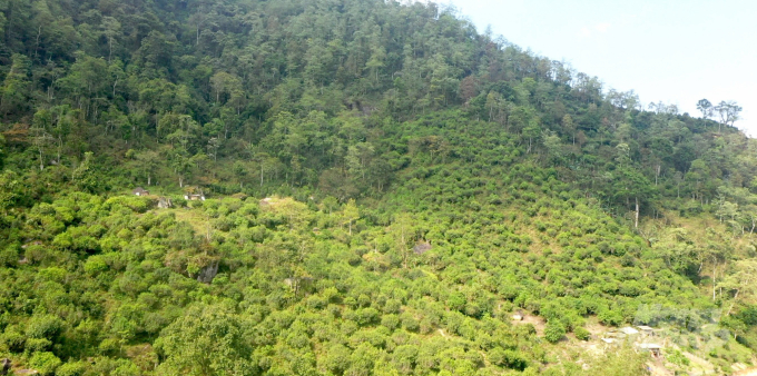 Phin Ho tea region with newly planted areas. Photo: DT.