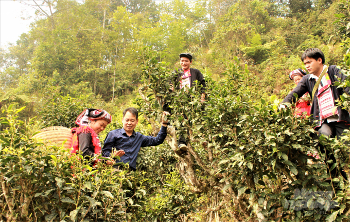 The ancient Shan Tuyet tea plants give the locals better livelihood. Photo: Dao Thanh.