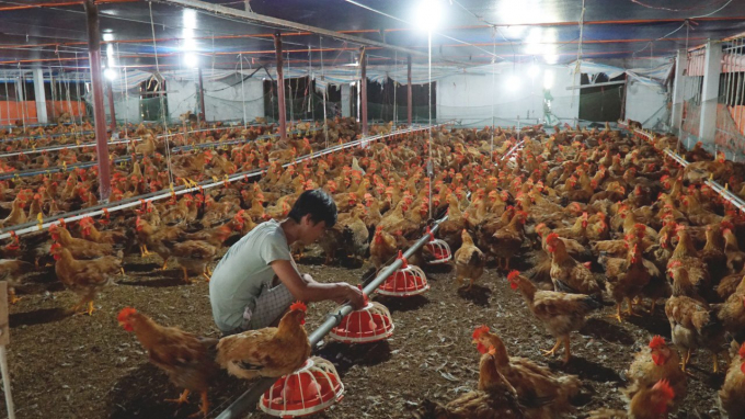 For many years Luong Hue Co. has associated with many farms in Hai Phong to raise chickens according to VietGap standard model to help people raise safer products and attain a more stable price. Photo: Dinh Muoi.