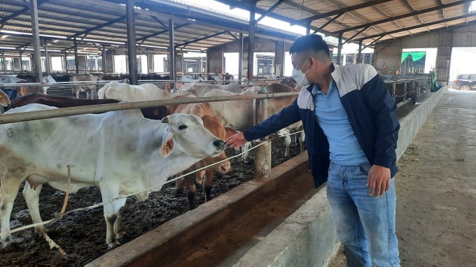 Each cow is fitted with a chip so that Australian experts may watch and supervise the entire process from docking to slaughter. Photo: Tien Thanh.