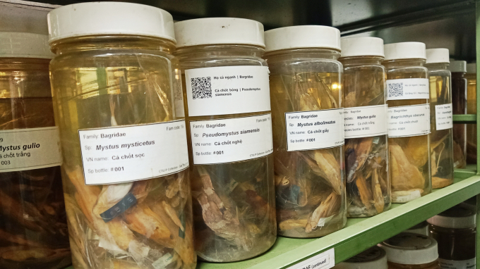 The collection and archiving of specimens will be continued by lecturers of the Faculty of Fisheries to enrich the number and types of fish. Photo: Kim Anh.