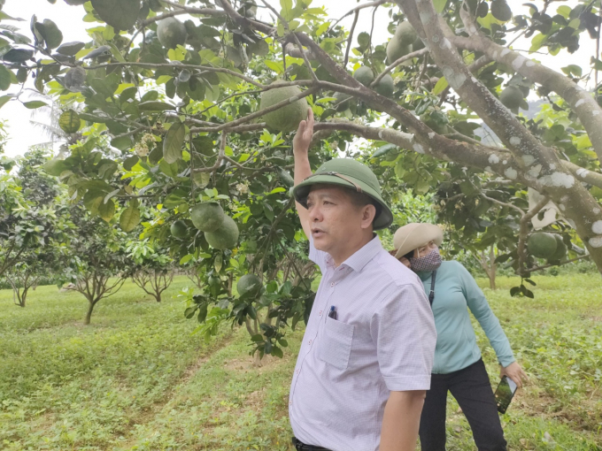 Binh Dinh has recently made a breakthrough in the development of fruit trees. Photo: VDT.