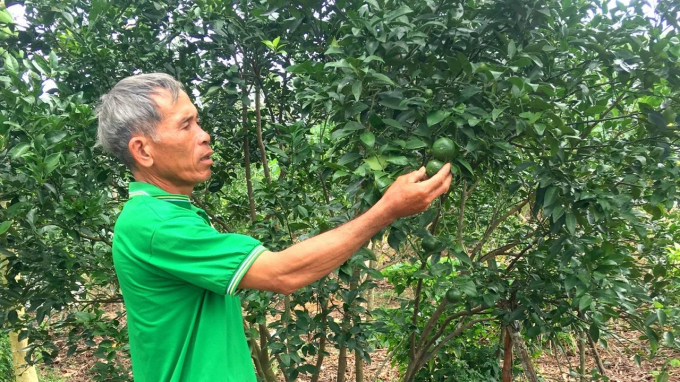 The land fund for hilly and semi-mountainous terrain beneficial to the development of concentrated and large-scale fruit trees in Binh Dinh is still abundant. Photo: VDT.