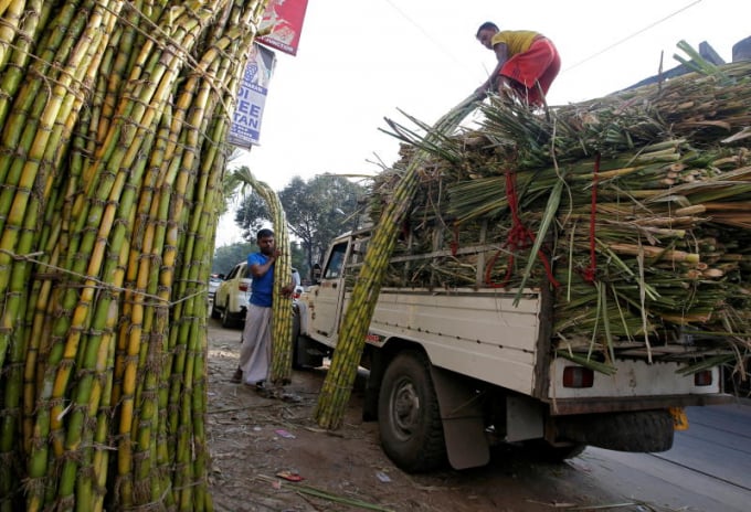 Vendors load sugarcane onto a vehicle at a wholesale market in Kolkata, India, Oct 9, 2018. Photo: Reuters