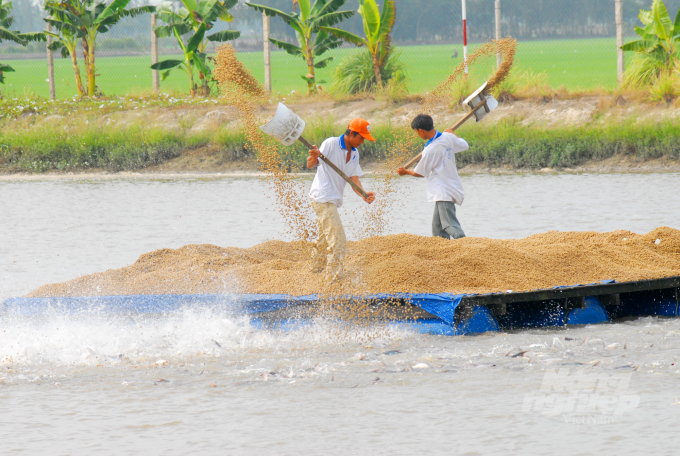 An Giang and Dong Thap expect to become the joint production center of high-quality tra fish of the Mekong Delta. Photo: Le Hoang Vu.