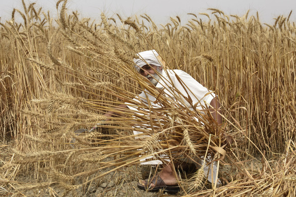Nông dân bang Punjab, Ấn Độ thu hoạch lúa mì hồi tháng 4/2022. Ảnh: AFP