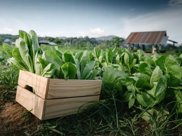 There are various qualifications produce, animal products, food products, and farms need to meet to be certified organic. Photo: KDP/Getty Images