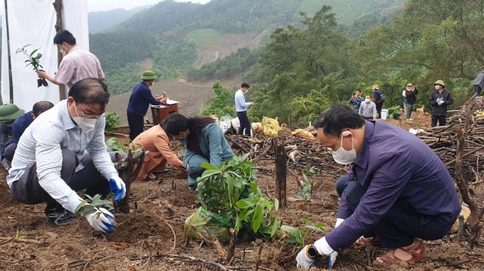Diện tích trồng rừng tập trung trên địa bàn Quảng Ninh đến thời điểm hiện nay đã đạt hơn 4.300ha. Ảnh: Nguyễn Thành.