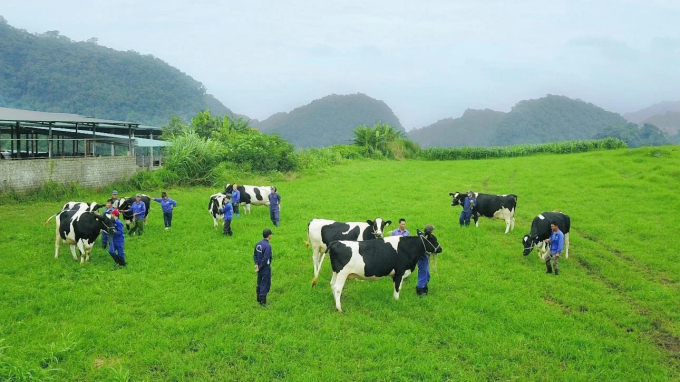 Thiên đường sữa Mộc Châu sẽ trở thành 'kỳ quan Tây Bắc', là một hình ảnh biểu tượng cho thương hiệu sữa Mộc Châu. Ảnh: Mộc Châu Milk.