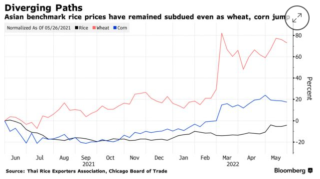 Biểu đồ giá lương thực thế giới từ tháng 6/2021 đến tháng 5/2022, trong khi lúa mì (đỏ) và ngô (xanh) tăng phi mã thì giá gạo (đen) vẫn khá ổn định. Đồ họa: Bloomberg