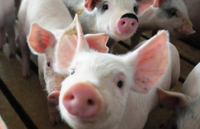 Nguyên nhân khiến giá thịt lợn tăng mạnh chủ yếu là do giá lợn giống và giá thức ăn chăn nuôi tăng cao. Ảnh: Porkbusiness