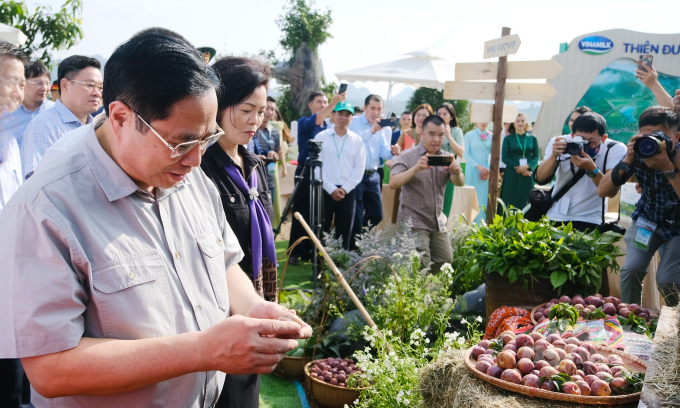 According to the Prime Minister, livestock development possesses many meanings for Moc Chau and needs to be implemented better in the coming time. Photo:  Ba Thang.