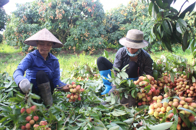 In 2021, the lychee production value at actual prices of Hai Duong province reached VND 1,400 billion (an increase of VND 234 billion compared to 2020). Photo: Trung Quan.