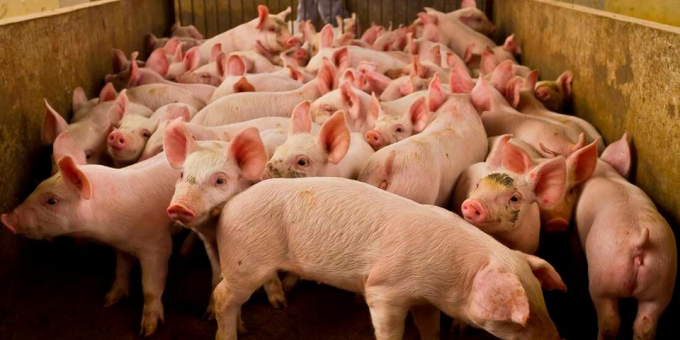 Pigs on a farm. Reduced performance caused by inbreeding occurs due to the nature of gene type and gene combinations.