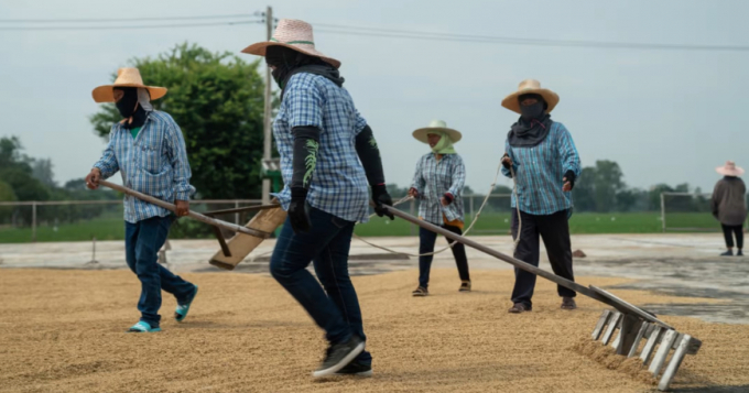 Rice workers in Thailand, which is set to join forces with Vietnam to control production. Photo: Bloomberg