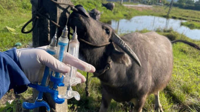 Các địa phương có nhiệm vụ triển khai tiêm vắc xin phòng bệnh 2 đợt/năm cho đàn gia súc, gia cầm. Ảnh: Nguyễn Thành.