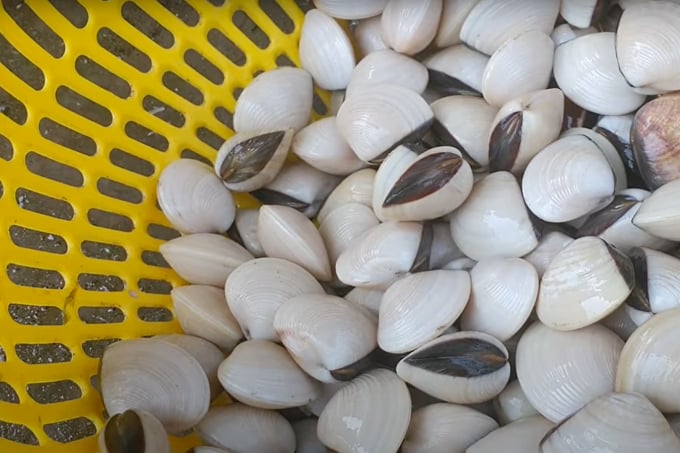 Vietnamese clam exports to the EU increased sharply in 2021. Photo: Thanh Son.