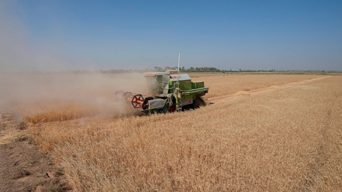 A combine harvester at the middle of a wheat field harvesting crops in Yousifiyah, Iraq Tuesday, May. 24, 2022. At a time when worldwide prices for wheat have soared due to Russia's invasion of Ukraine, Iraqi farmers say they are paying the price for a government decision to cut irrigation for agricultural areas by 50% due to severe water shortages arising from high temperatures, drought, climate change and ongoing water extraction by neighboring countries from the Tigris and Euphrates rivers - all factors that have heavily strained wheat production.  Photo: AP