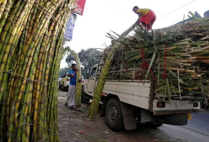 Nông dân Ấn Độ chất mía lên xe tại chở đến nhà máy ở bang Kolkata. Ảnh: Reuters