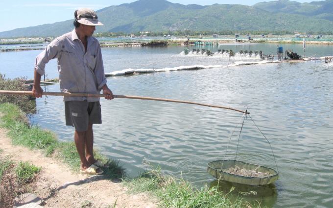 Người nuôi cần theo dõi thời tiết để chủ động ứng phó tôm nuôi nhằm tránh thiệt hại. Ảnh: KS.