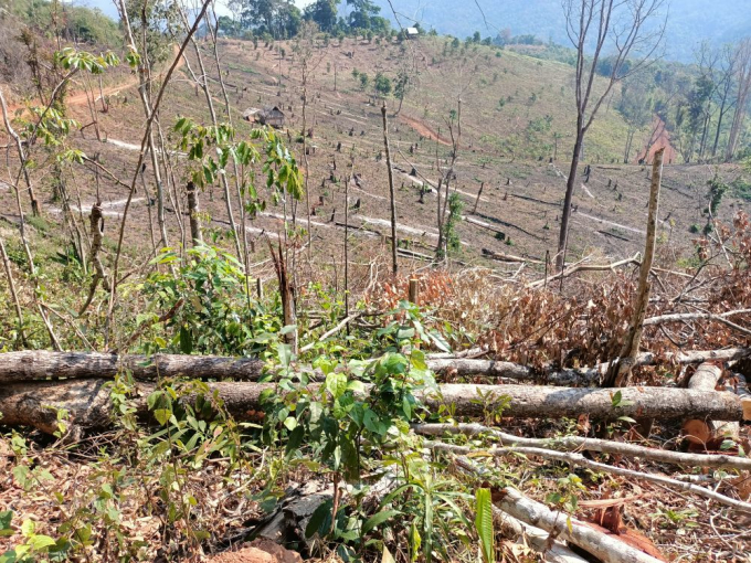 Hiện trường vụ hơn 2,2 ha rừng bị tàn phá.