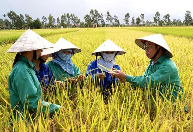 Hiện nay, ThaiBinh Seed đã vươn lên trở thành một trong những doanh nghiệp có vị thế hàng đầu trong ngành giống cây trồng Việt Nam. Ảnh: TBS.