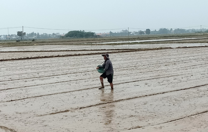 Ngành nông nghiệp tỉnh Khánh Hòa khuyến cáo nông dân gieo sạ giống dưới 100 ngày. Ảnh: KS.