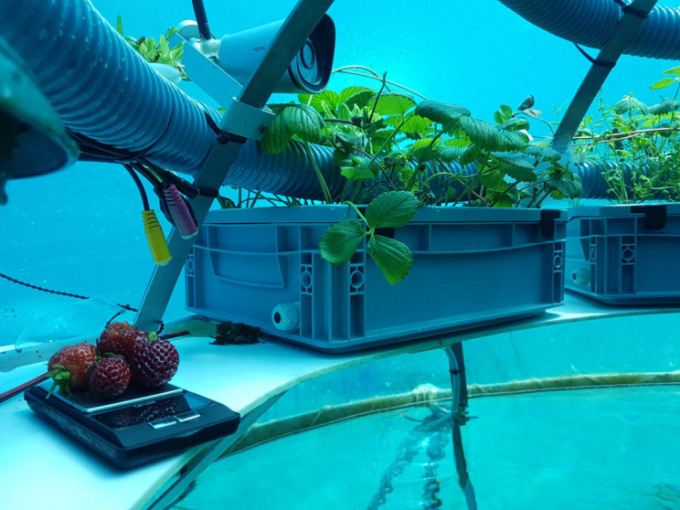 Các bồn trồng dâu tây cho trái trong nhà kính dưới nước. Ảnh: Nemo's Garden 