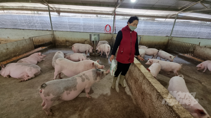 Chuồng trại nuôi lợn của gia đình đình bà Nông Thị Vệ, xóm Huyền Du, thị trấn Thanh Nhật, huyện Hạ Lang luôn được vệ sinh, khử trùng thường xuyên. Ảnh: Toán Nguyễn.