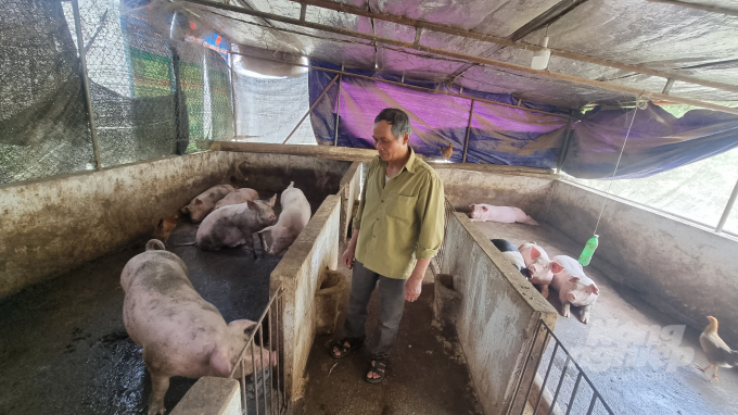 Nhiều hộ dân ở xã Hưng Đạo, thành phố Cao Bằng tái đàn lợn cầm chừng do vẫn lo sợ dịch tả lợn Châu Phi bùng phát. Ảnh: Toán Nguyễn.