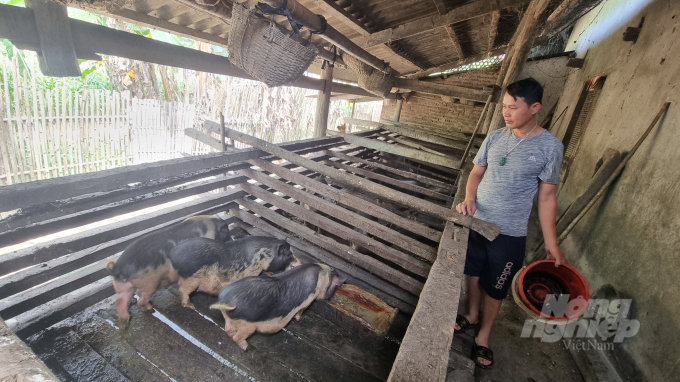 Các hộ chăn nuôi ở vùng sâu, vùng xa của huyện Nguyên Bình thích nuôi lợn đen bản địa vì khả năng chống chọi dịch bệnh tốt. Ảnh: Toán Nguyễn.